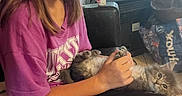 Emma joined the competition — help win amazing prizes! cat, gray_cat, pet, person, child, girl, indoor, sitting, lap, belly_up, tummy_rub, fluffy, fur, whiskers, eyes, pink_shirt, luggage, window, backpack, household