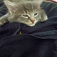 Emma joined the competition — help win amazing prizes! cat, kitten, gray_cat, fluffy, fur, face, eyes, whiskers, nose, ears, sleepy, relaxed, lying_down, indoor, clothing, laundry, fabric, bed, portrait, pet