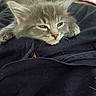 cat, kitten, gray_cat, fluffy, fur, face, eyes, whiskers, nose, ears, sleepy, relaxed, lying_down, indoor, clothing, laundry, fabric, bed, portrait, pet
