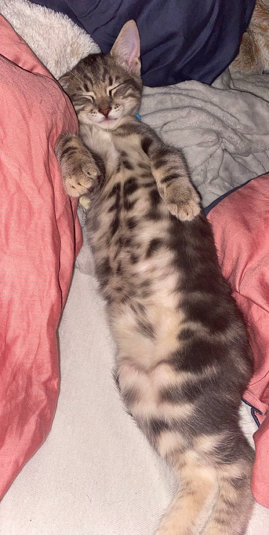 Spiky participe au concours pour gagner de l'argent avec cette photo : american_shorthair, asian, australian_mist, bengal, california_spangled, carnivore, cat, domestic_short_haired_cat, dragon_li, egyptian_mau, european_shorthair, felidae, kitten, mammal, small_to_medium_sized_cats, sokoke, tabby_cat, toyger, vertebrate, whiskers