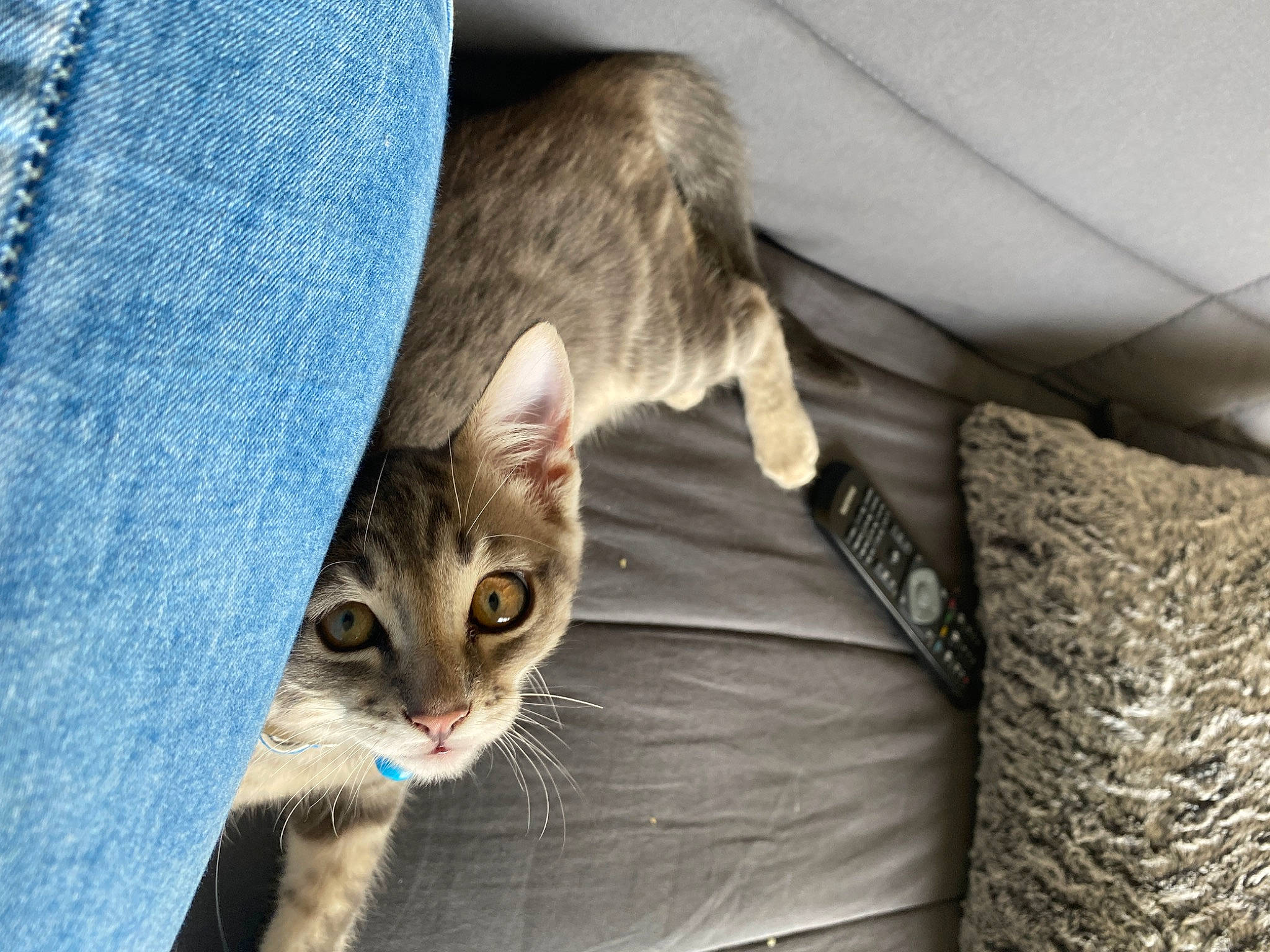 Spiky participe au concours pour gagner de l'argent avec cette photo : aegean_cat, asian, australian_mist, carnivore, cat, chausie, domestic_short_haired_cat, dragon_li, european_shorthair, felidae, fur, kitten, mammal, ocicat, pixie_bob, singapura, small_to_medium_sized_cats, tabby_cat, vertebrate, whiskers