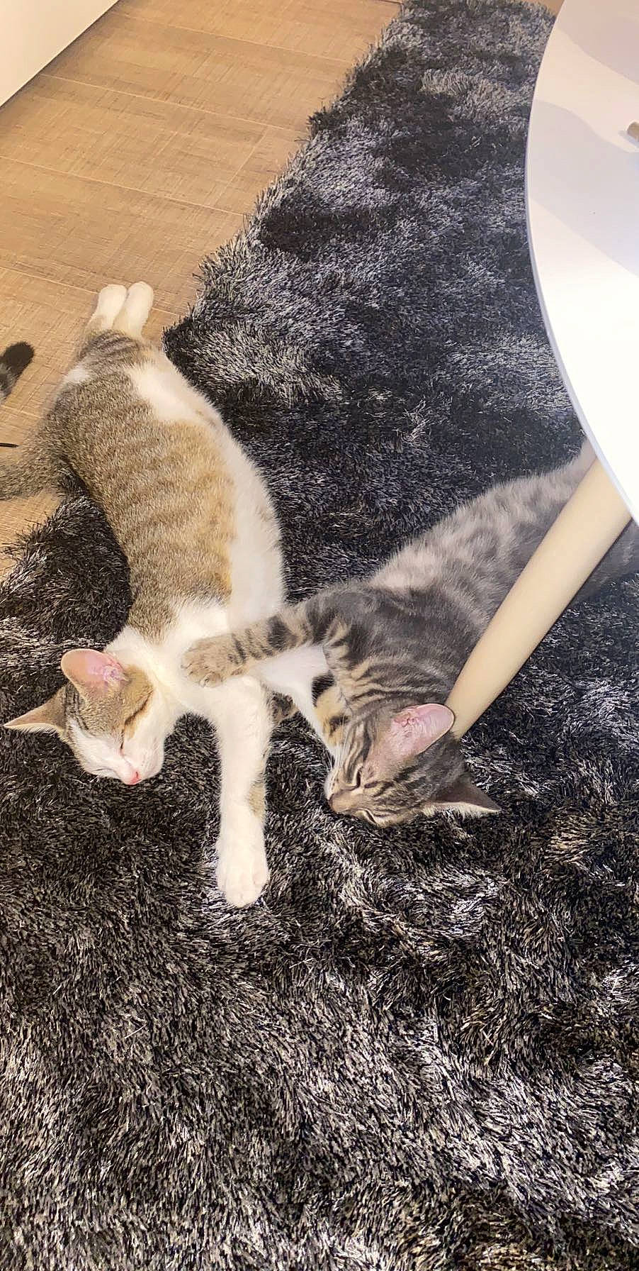 Spiky a rejoint le concours — aidez-le/la à gagner de superbes lots ! carnivore, cat, domestic_short_haired_cat, european_shorthair, fawn, felidae, fur, grass, kitten, leg, paw, play, polydactyl_cat, sand, small_to_medium_sized_cats, tabby_cat, tail, whiskers