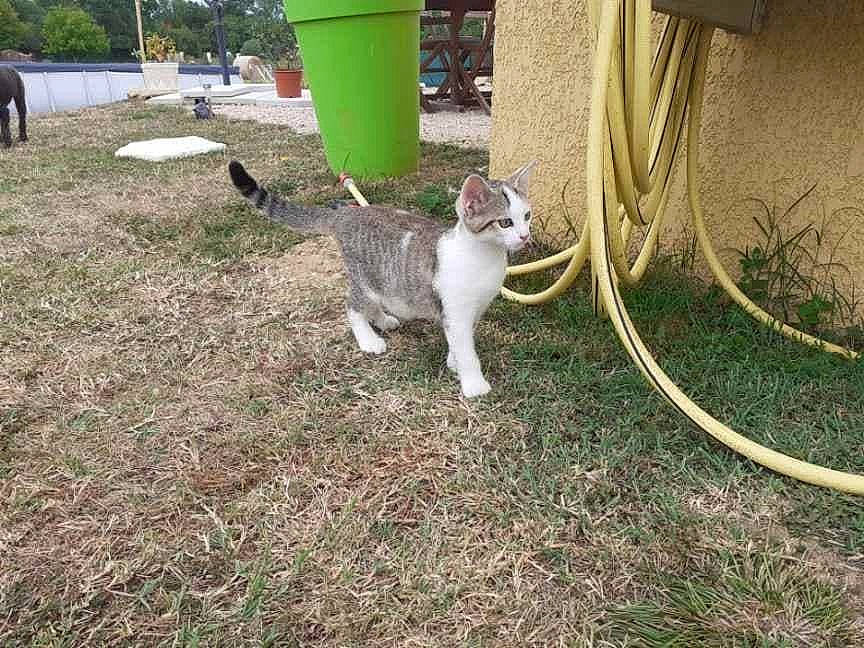 Tigrou participe au concours pour gagner de l'argent avec cette photo : canidae, carnivore, cat, dog_breed, felidae, grass, mammal, small_to_medium_sized_cats, tail, whiskers