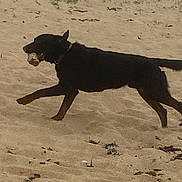 Sézar a rejoint le concours — aidez-le/la à gagner de superbes lots ! active, animal, background, beach, black_dog, canine, collar, daytime, dog, fence, fun, mammal, nature, outdoor, pet, play, running, sand, single_animal, walking