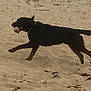active, animal, background, beach, black_dog, canine, collar, daytime, dog, fence, fun, mammal, nature, outdoor, pet, play, running, sand, single_animal, walking