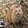 Tabby