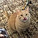 Tabby
