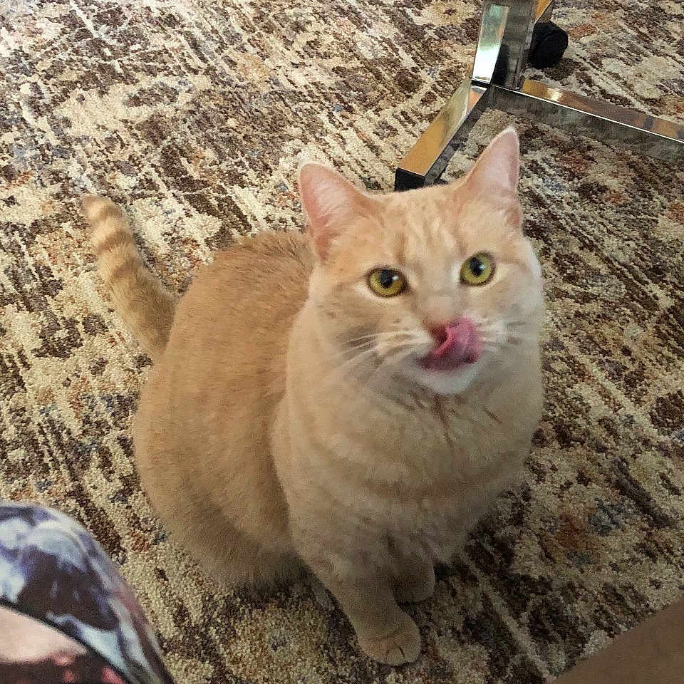 Tabby