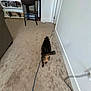 Vinny is registered to the contest to win money with this photo: cat, tabby_cat, carpet, blue_cable, chair, skateboard, shelf, indoor, floor, wall, door, household_items, pet, walking, furniture, room, home, animal, tail, back_view