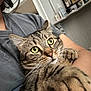 Vinny is registered to the contest to win money with this photo: cat, tabby_cat, pet, animal, close_up, person, arm, indoor, home, furniture, photo_frame, family, gray_shirt, whiskers, paw, face, eyes, fur, holding, cozy