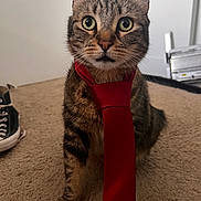 Vinny joined the competition — help win amazing prizes! cat, tabby, tie, red_tie, carpet, indoor, pet, animal, feline, wide_eyes, sitting, looking_at_camera, business_style, shoe, sneaker, floor, whiskers, ears, fur, domestic_cat