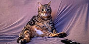 Vinny is registered to the contest to win money with this photo: cat, tabby, couch, remote_control, indoor, pet, relaxed, sitting, furniture, animal, home, living_room, striped, cute, mammal, whiskers, paw, fur, domestic, resting