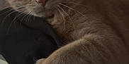 Milo joined the competition — help win amazing prizes! animal, black_fabric, cat, claws, closeup, cozy, cute, domestic, feline, fur, ginger_cat, indoor, paw, pet, relaxed, resting, sleepy, soft_light, warm_tone, whiskers