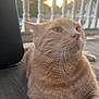 cat, orange_tabby, pet, feline, close_up, outdoor, porch, wooden_floor, sunset, whiskers, fur, animal, relaxed, daylight, nature, domestic_animal, cute, looking_up, calm, house