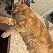 Milo joined the competition — help win amazing prizes! cat, orange_tabby, sleeping, kitten, feline, indoor, countertop, home, fur, relaxed, pet, domestic_animal, paw, whiskers, ear, door, decoration, chair, floor, cozy