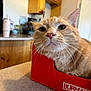 animal, appliance, cabinet, cardboard_box, cat, closeup, countertop, curious, cute, domestic_cat, feline, fur, home, indoor, kitchen, orange_tabby, pet, portrait, relaxed, whiskers