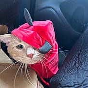 Milo joined the competition — help win amazing prizes! animal, box, car_interior, cat, closeup, costume, costume_accessory, curious, cute, domestic_cat, fabric, face, feline, horns, indoor, orange_cat, pet, red_hood, seat, whiskers