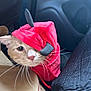 animal, box, car_interior, cat, closeup, costume, costume_accessory, curious, cute, domestic_cat, fabric, face, feline, horns, indoor, orange_cat, pet, red_hood, seat, whiskers