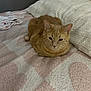 cat, ginger_cat, bed, blanket, heart_pattern, indoor, pet, animal, feline, resting, loaf_position, cozy, soft_texture, fur, sleepy, cute, domestic, warm, comfortable, quiet