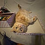 cat, orange_tabby, box, bed, heart_pattern, fur, pet, relaxed, indoor, cute, animal, whiskers, sleepy, cozy, feline, soft, resting, domestic, curious, lying_down