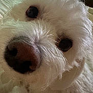 Buttercup is registered to the contest to win money with this photo: dog, close_up, white_fur, nose, eyes, indoor, bed, curious, pet, fluffy, canine, portrait, window_blinds, soft_light, animal, face, whiskers, furry, domestic, companion