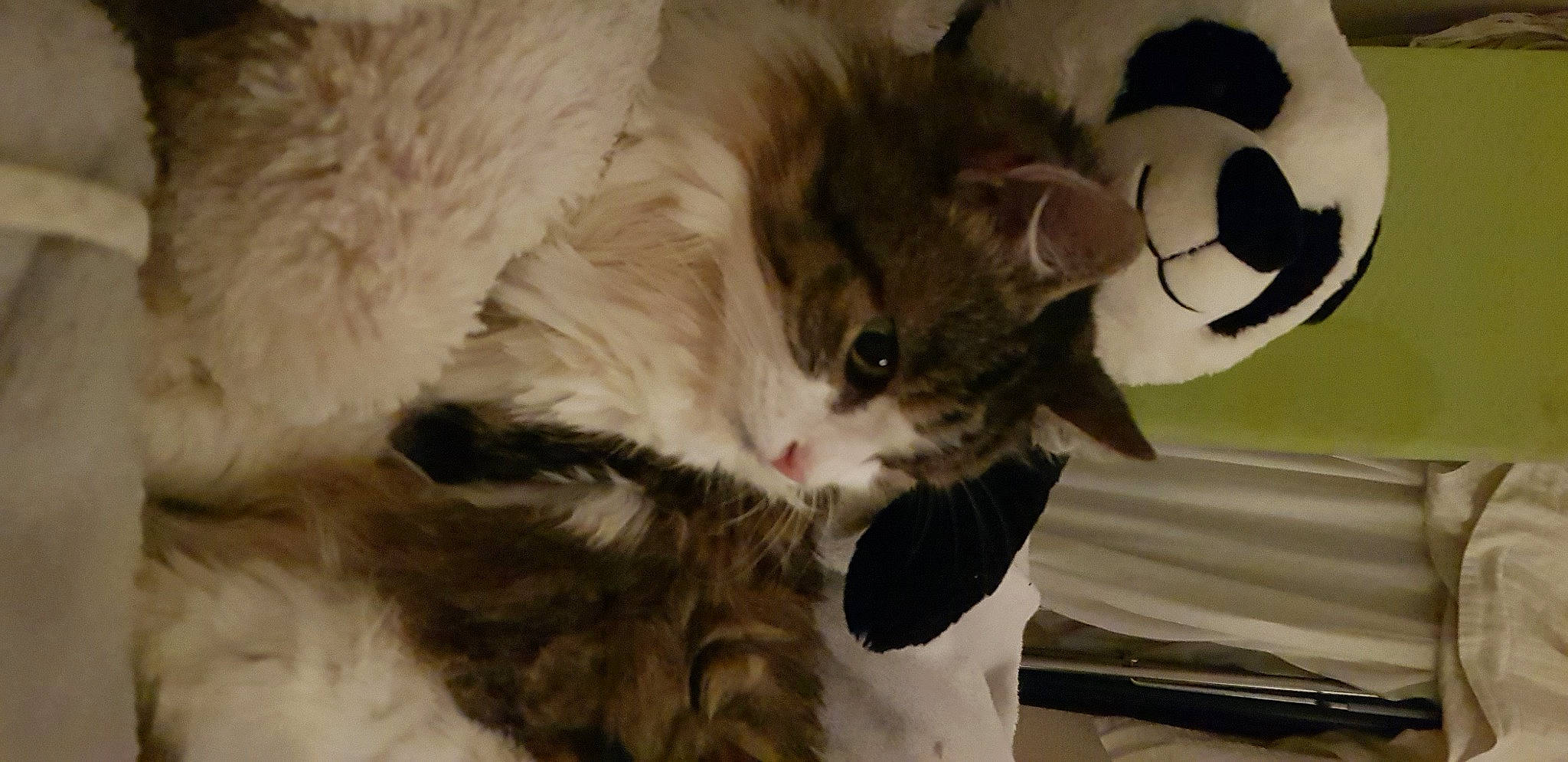 Dory a rejoint le concours — aidez-le/la à gagner de superbes lots ! aegean_cat, carnivore, cat, domestic_long_haired_cat, domestic_short_haired_cat, ear, european_shorthair, eye, felidae, fur, kitten, norwegian_forest_cat, paw, ragamuffin, small_to_medium_sized_cats, snout, whiskers