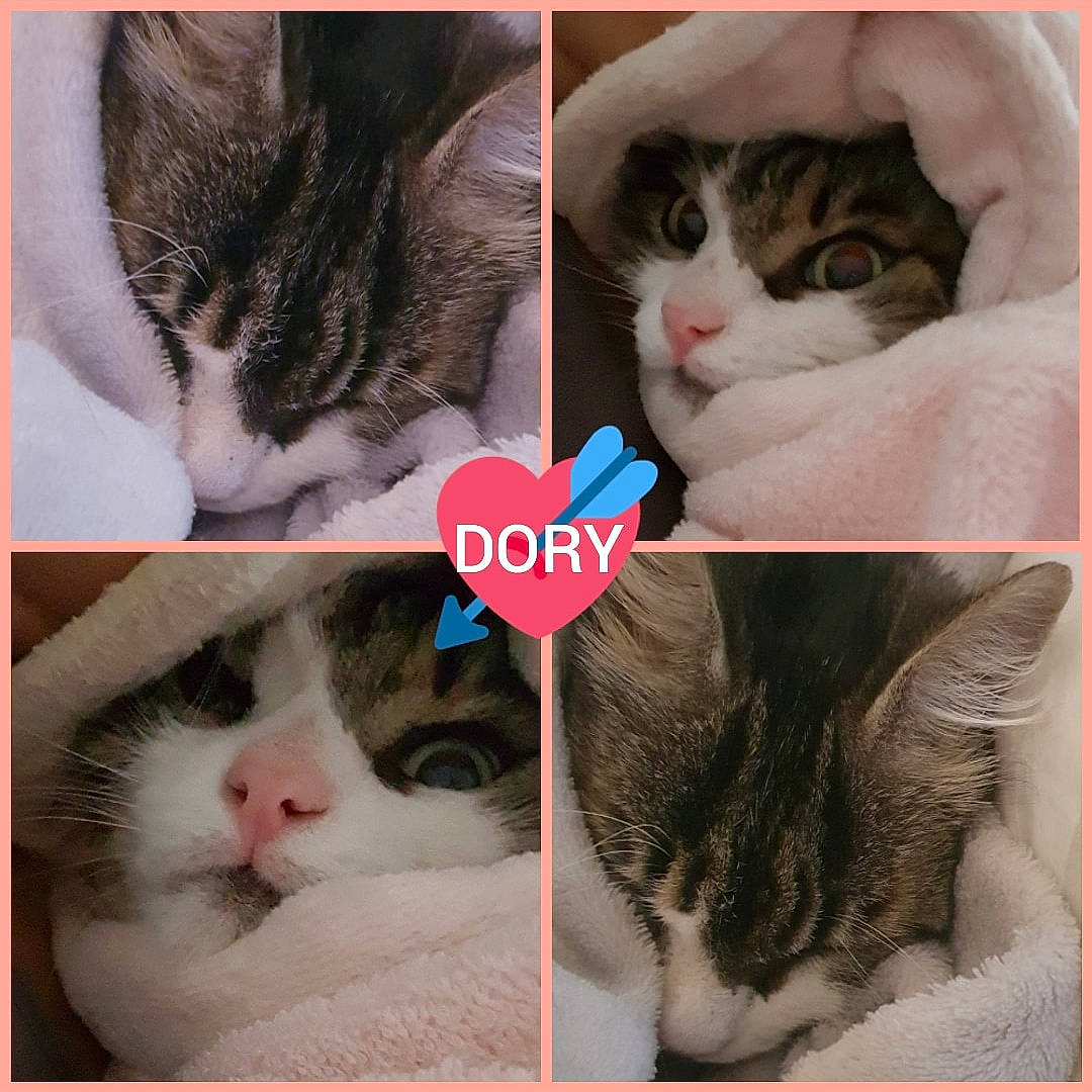 Dory a rejoint le concours — aidez-le/la à gagner de superbes lots ! aegean_cat, carnivore, cat, domestic_short_haired_cat, ear, european_shorthair, eye, felidae, fur, kitten, love, nap, norwegian_forest_cat, nose, photo_caption, photography, pink, small_to_medium_sized_cats, snout, whiskers