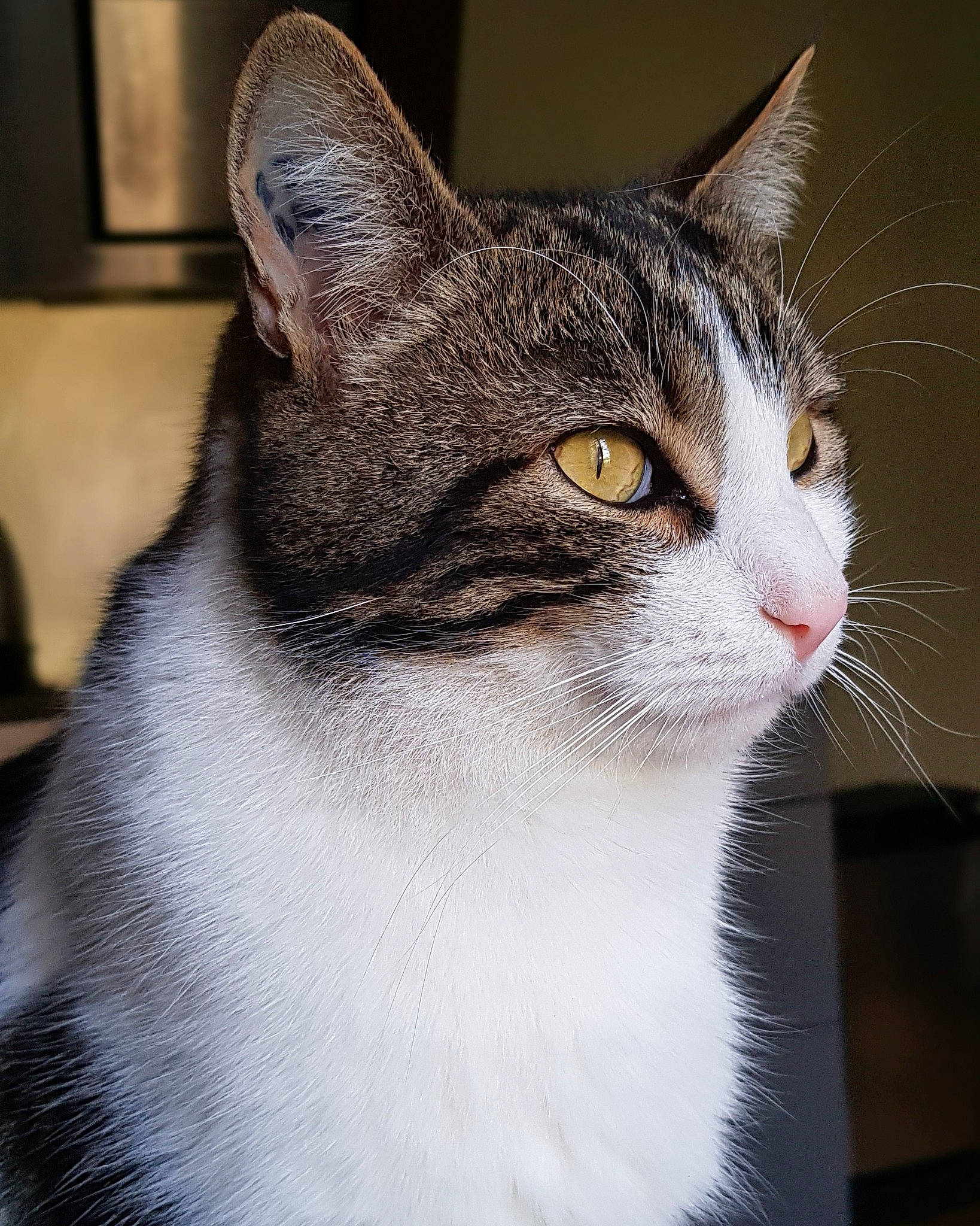 Gyzmo participe au concours pour gagner de l'argent avec cette photo : aegean_cat, american_shorthair, american_wirehair, asian, carnivore, cat, domestic_short_haired_cat, ear, european_shorthair, eye, felidae, fur, kitten, mammal, small_to_medium_sized_cats, snout, tabby_cat, vertebrate, whiskers