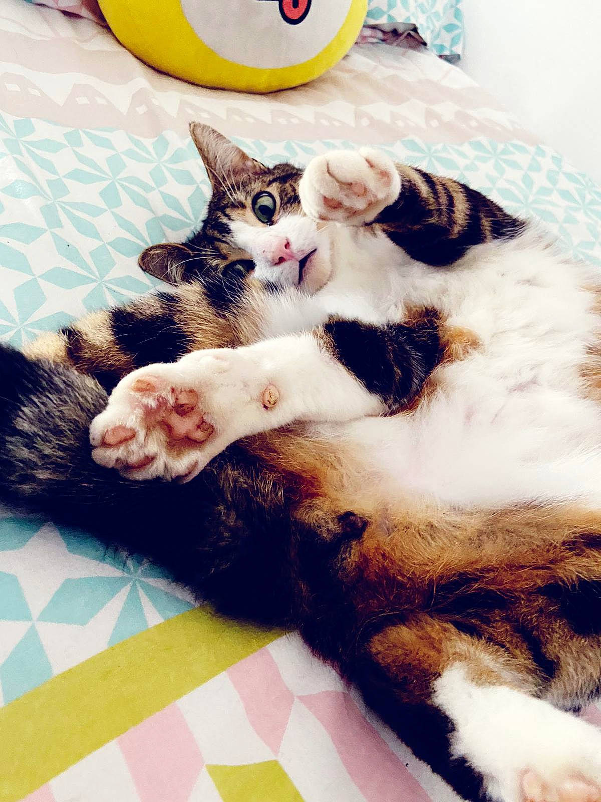 Amone participe au concours pour gagner de l'argent avec cette photo : american_shorthair, american_wirehair, carnivore, cat, domestic_short_haired_cat, ear, european_shorthair, eye, felidae, fur, kitten, leg, paw, play, polydactyl_cat, skin, small_to_medium_sized_cats, tail, textile, whiskers