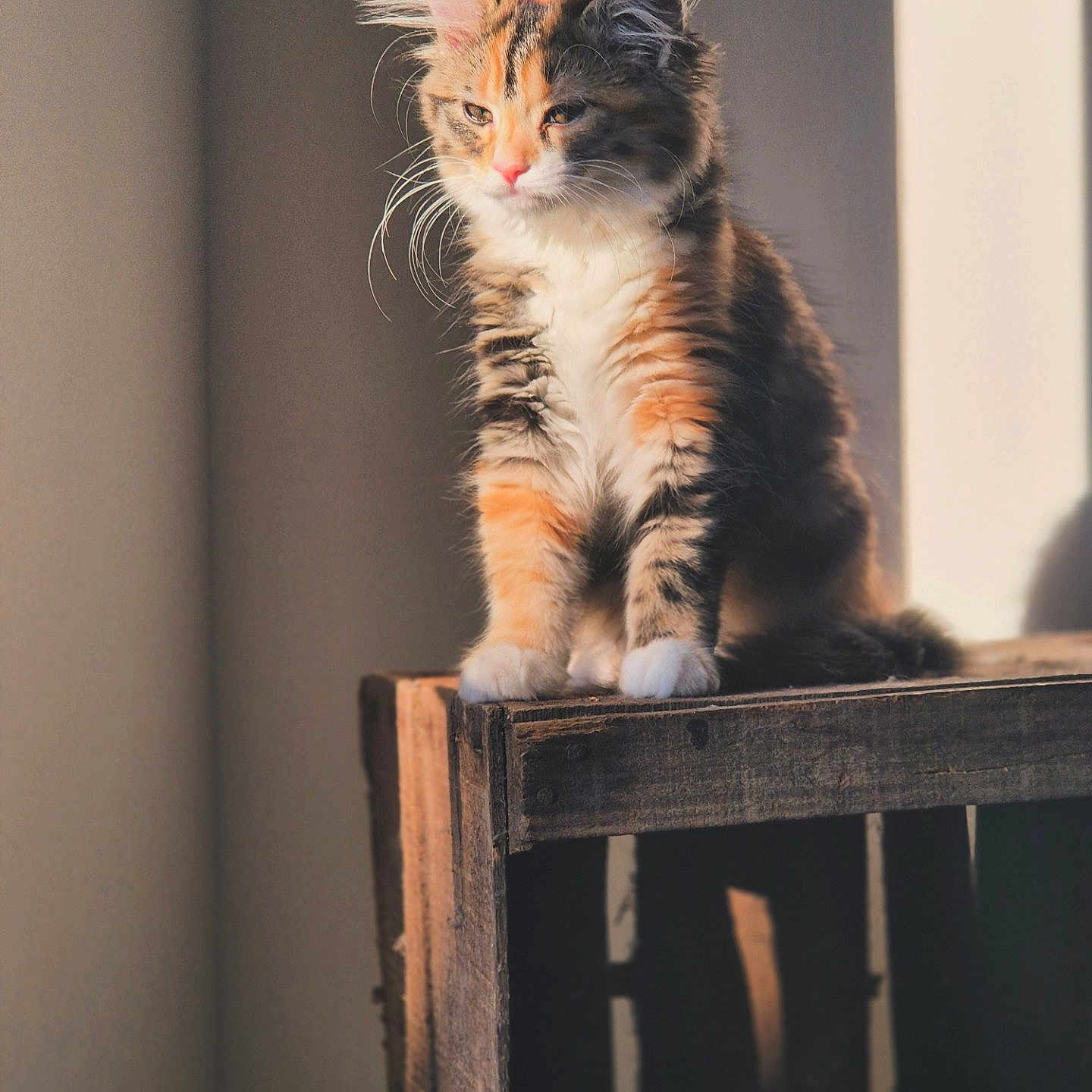 Haïry a rejoint le concours — aidez-le/la à gagner de superbes lots ! abyssinian, angora, animal, box, cat, chair, crate, furniture, hardwood, indoors, kitten, manx, person, pet, plant, plywood, pottedplant, sleeping, stainedwood, wood