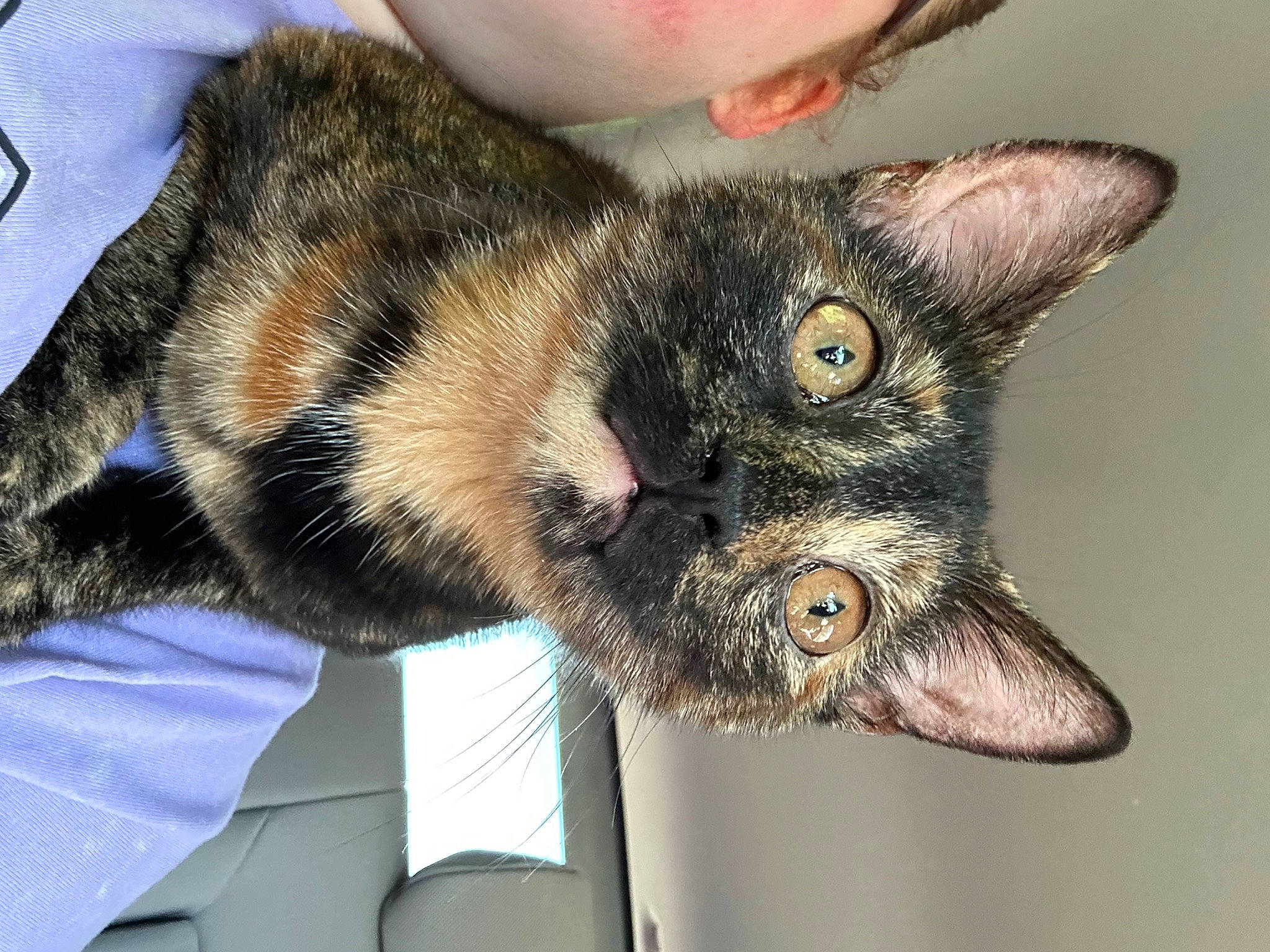 Gypsy is registered to the contest to win money with this photo: carnivore, cat, claw, domestic_short_haired_cat, ear, fang, fawn, felidae, fur, gesture, paw, small_to_medium_sized_cats, snout, whiskers