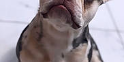 Roxy is registered to the contest to win money with this photo: dog, puppy, french_bulldog, pet, animal, cute, ears, sitting, floor, white, looking_up, indoor, young, closeup, mammal, companion, adorable, canine, curious, expression