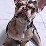 dog, puppy, french_bulldog, pet, animal, cute, ears, sitting, floor, white, looking_up, indoor, young, closeup, mammal, companion, adorable, canine, curious, expression