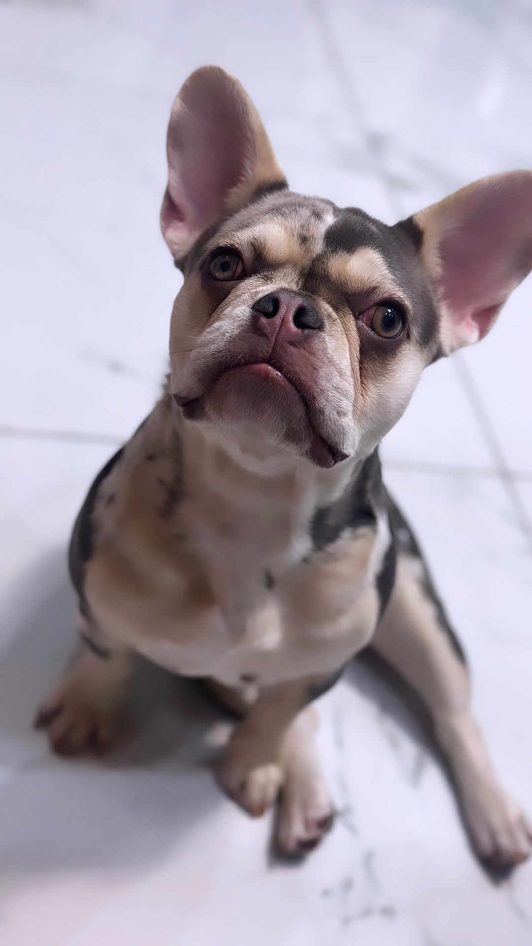 Roxy is registered to the contest to win money with this photo: dog, puppy, french_bulldog, pet, animal, cute, ears, sitting, floor, white, looking_up, indoor, young, closeup, mammal, companion, adorable, canine, curious, expression