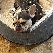 Roxy joined the competition — help win amazing prizes! dog, french_bulldog, sleeping, dog_bed, cozy, pet, resting, animal, indoor, wood_floor, close_up, brown, gray, white, ears, snout, fur, cute, relaxed, companion