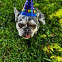 Roxy is registered to the contest to win money with this photo: dog, birthday_hat, grass, outdoor, pet, animal, cute, celebration, party, canine, tongue_out, portrait, looking_up, festive, summer, nature, fun, hat, small_dog, happy