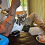 Roxy is registered to the contest to win money with this photo: man, tattoo, arm, dog, french_bulldog, couch, phone, controller, drink, glass, window, vertical_blinds, indoor, relaxing, food, plate, casual, legs, beard, tattooed_arm