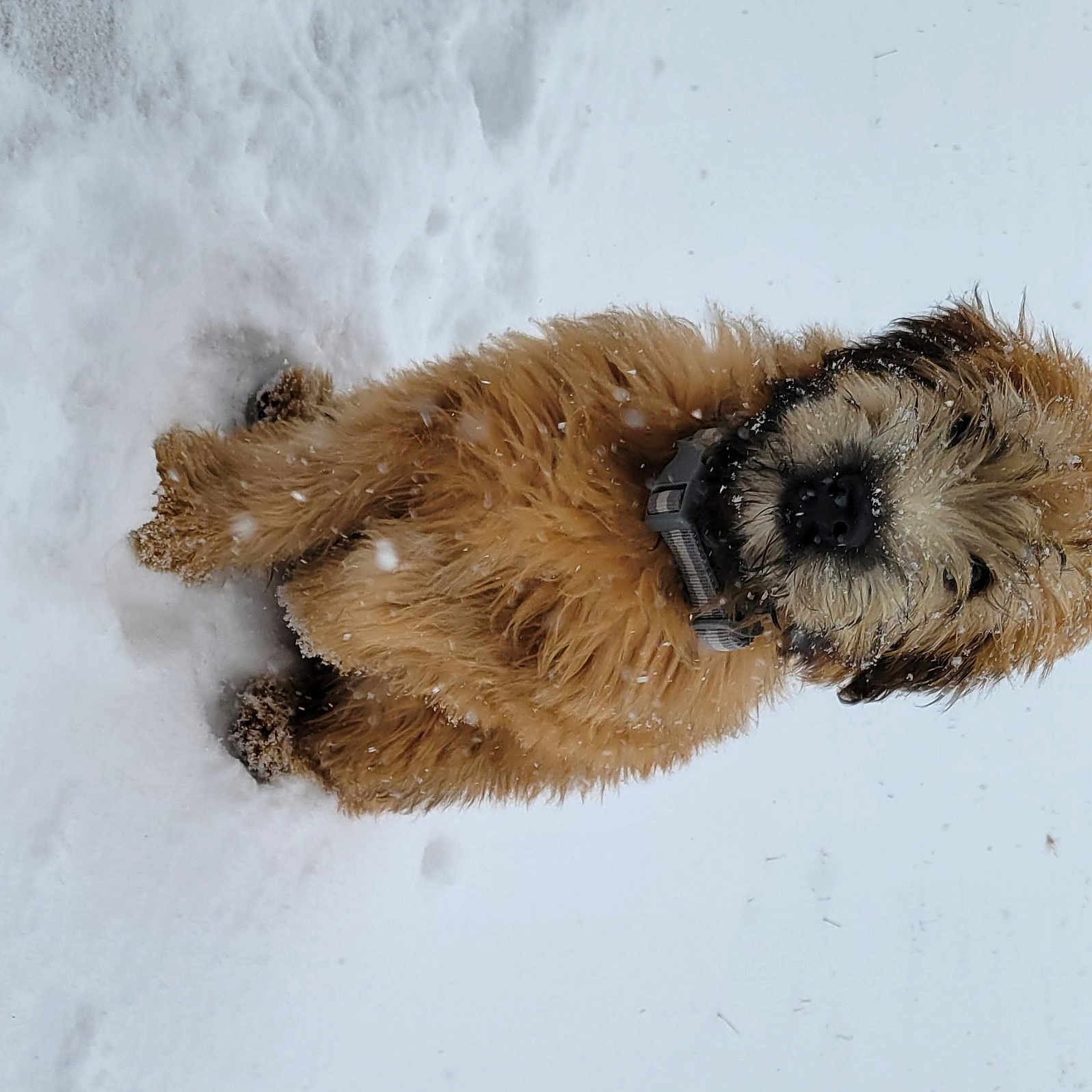 Tucker