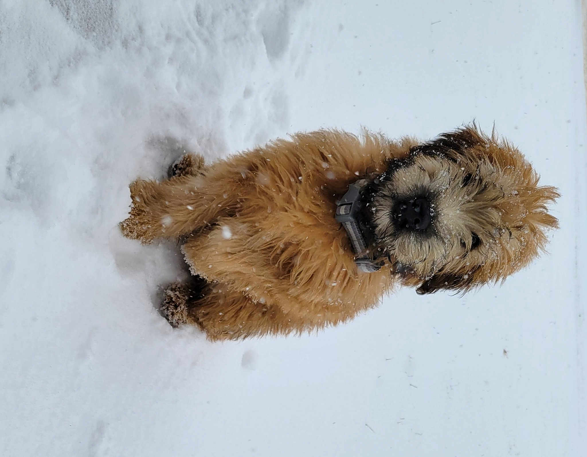 Tucker
