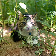 Roro is registered to the contest to win money with this photo: animal, blue_bell, calm, cat, closeup, collar, face, fur, greenery, ground, nature, outdoor, paws, pet, plants, relaxing, shadow, sunlight, tabby_cat, whiskers