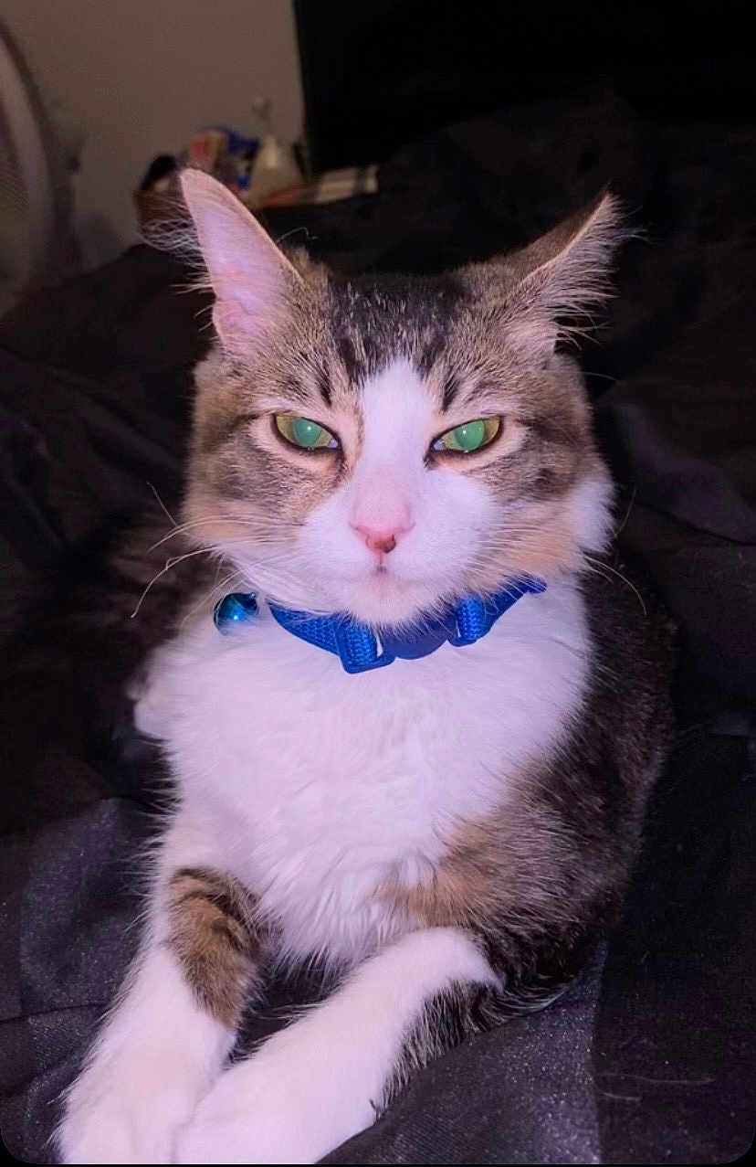 Roro