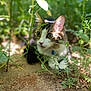 Roro joined the competition — help win amazing prizes! animal, camouflage, cat, closeup, collar, curious, daylight, ears, feline, focus, fur, green_eyes, ground, mammal, nature, outdoor, pet, plants, whiskers, wildlife