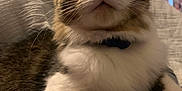 Roro joined the competition — help win amazing prizes! animal, blurred_background, cat, close_up, collar, comfortable, curious, cute, feline, hat_collection, indoor, lying_down, paw, pet, resting, soft_fur, tabby, wall, whiskers, white_fur