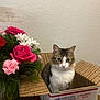 Roro is registered to the contest to win money with this photo: bouquet, cardboard_box, cat, curious, domestic_cat, flowers, fur, greenery, houseplant, indoor, pet, pink_roses, priority_mail_box, sitting, tabby_cat, wall_texture, whiskers, white_cat, white_daisies, wooden_table