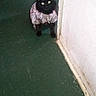 animal, black_cat, cat, clothing, curious, domestic, door_frame, doorway, feline, floor, food_bowl, green_floor, home, hungry, indoor, looking, pet, shadow, shirt, standing