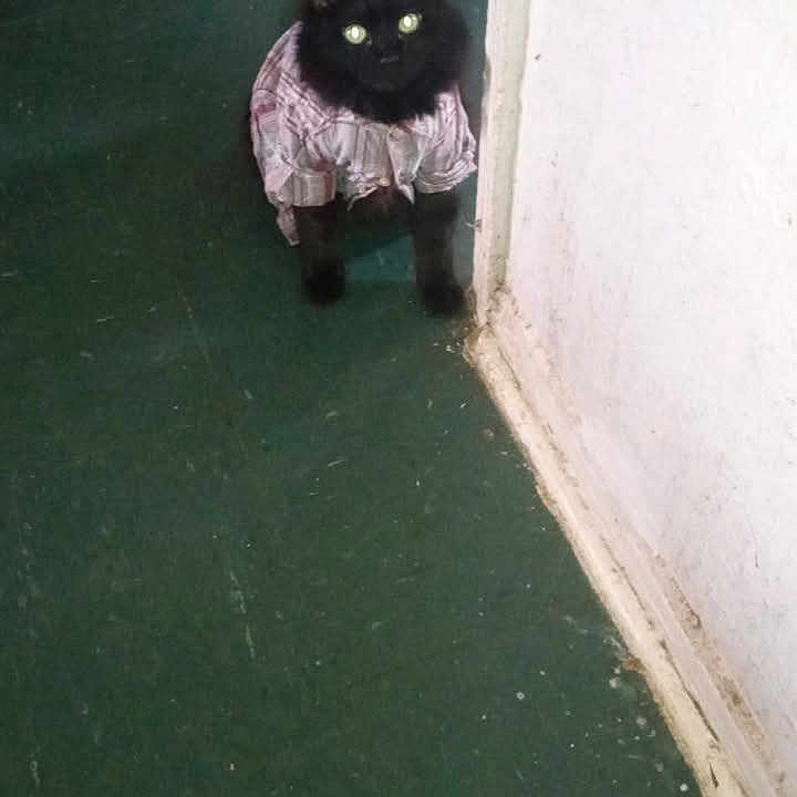 Dartanian is registered to the contest to win money with this photo: animal, black_cat, cat, clothing, curious, domestic, door_frame, doorway, feline, floor, food_bowl, green_floor, home, hungry, indoor, looking, pet, shadow, shirt, standing
