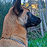 Luna a rejoint le concours — aidez-le/la à gagner de superbes lots ! alert, animal_photography, belgian_malinois, black_mask, brown_fur, canine, chain_collar, collar, dog, forest, muzzle, nature, outdoors, pointed_ears, portrait, profile, side_view, standing, trees, woodland