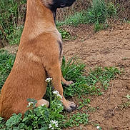 Luna a rejoint le concours — aidez-le/la à gagner de superbes lots ! alert, belgian_malinois, black_mask, brown_coat, dirt_path, dog, grass, large_dog, nature, outdoors, pointed_ears, portrait, profile, short_fur, shrubbery, sitting, trees, vertical_photo, watchful, wildflowers
