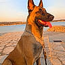 Luna participe au concours pour gagner de l'argent avec cette photo : canine, collar, dog, german_shepherd, golden_hour, lake, landscape, large_dog, leash, outdoor, panting, pet, pointy_ears, portrait, shoreline, sitting, stone_pavement, sunset, tongue, waterfront