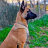 alert, belgian_malinois, black_mask, brown_fur, canine, chain_collar, collar, dog, forest, grass, nature, outdoor, pointed_ears, portrait, profile, short_coat, sitting, sunset, trees, woodland